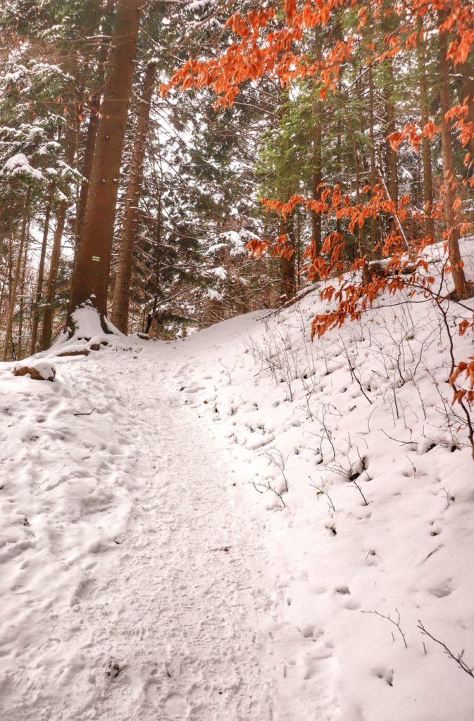 Podejście na zielonym szlaku idącym w kierunku Sokolicy (Pieniny) pokryte śniegiem, droga leśna
