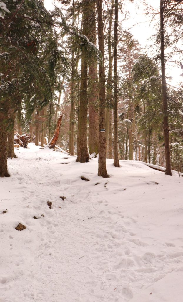 Podejście niebieskim szlakiem od Przełęczy Sosnów w kierunku pienińskiej Sokolicy, las, zima