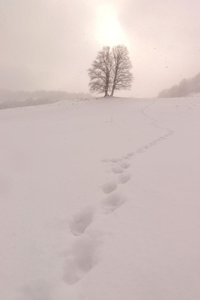 Samotne drzewo na Polanie pod Wysoką w Pieninach, duże ilości śniegu, słońce