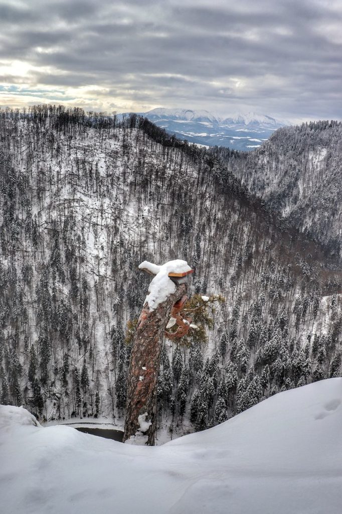 Sosenka na Sokolicy, w oddali widoczne zaśnieżone tatrzańskie szczyty, zachmurzone niebo