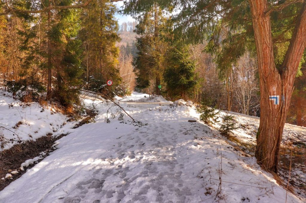 Szeroka, pokryta śniegiem droga na niebieskim szlaku w Rajczy, po prawej stronie drzewo z oznaczeniem skrętu niebieskiego szlaku w lewo