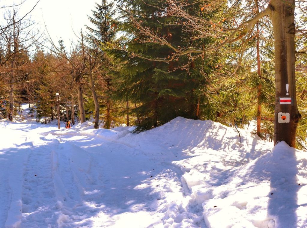 Szeroka, pokryta śniegiem droga leśna na czerwonym szlaku w Szczyrku, słoneczne, zimowe przedpołudnie