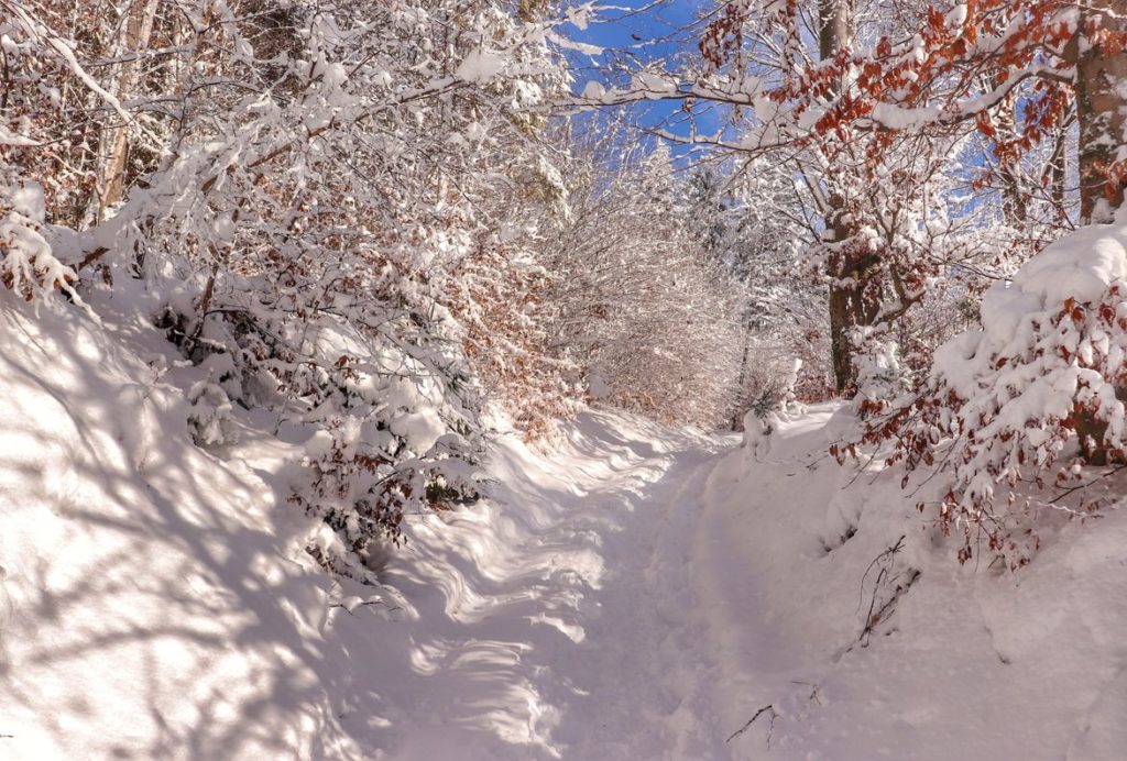 Szeroka, zaśnieżona droga na niebieskim szlaku na Halę Boraczą, pokryte śniegiem drzewa, słoneczny dzień