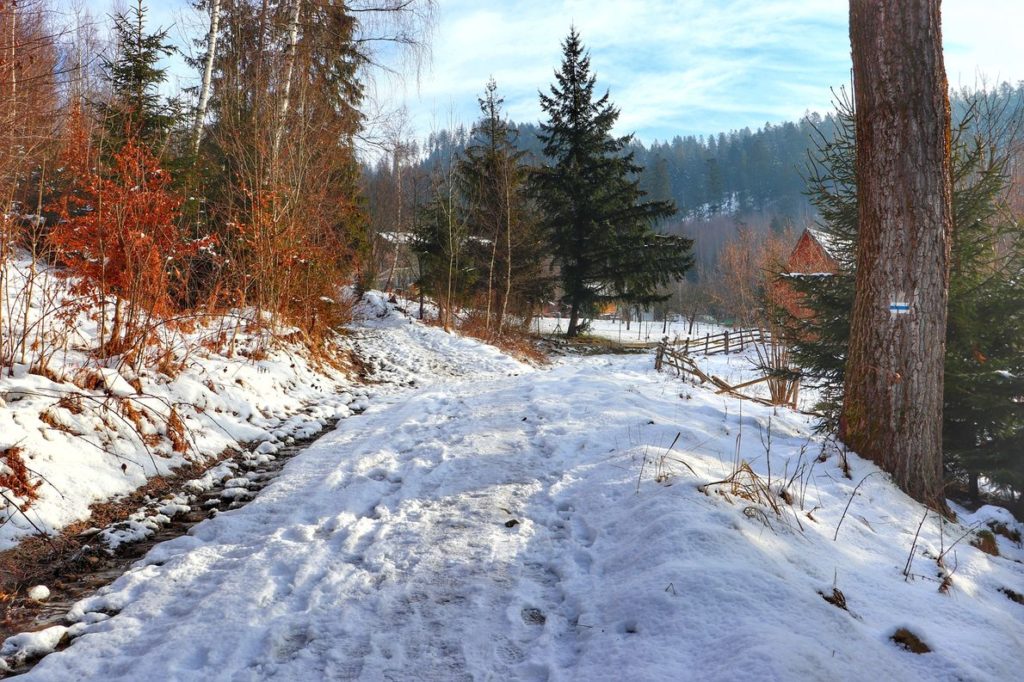 Szeroka, zaśnieżona droga na niebieskim szlaku w Rajczy, w oddali widoczne zabudowania, oznaczenie niebieskiego szlaku na drzewie znajdującym się po prawej stronie drogi