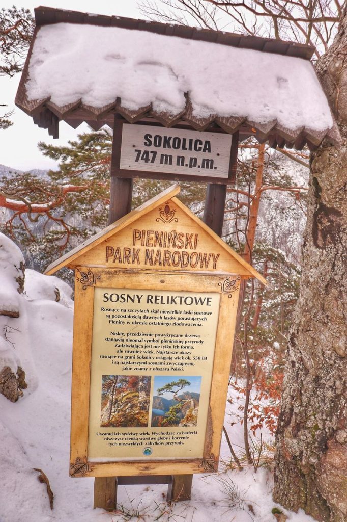 Biała tabliczka oznaczająca szczyt Sokolica w Pieninach mierzący 747m n.p.m., tablica informacyjna - Sosny Reliktowe