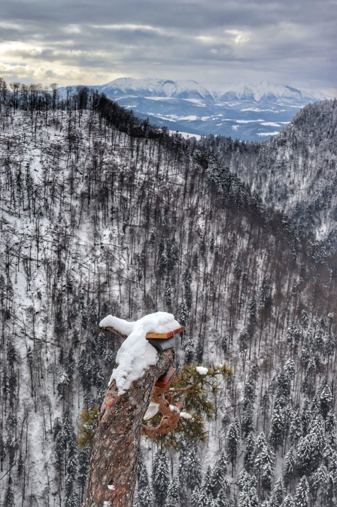 Zabezpieczona po wypadku sosna na Sokolicy (Pieniny), widok na ośnieżone Tatry
