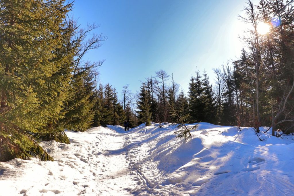 Zaśnieżona droga na czerwonym szlaku w Szczyrku, słoneczny, zimowy dzień