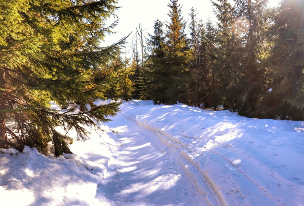 Zaśnieżona ścieżka leśna oświetlona przez zimowe słońce