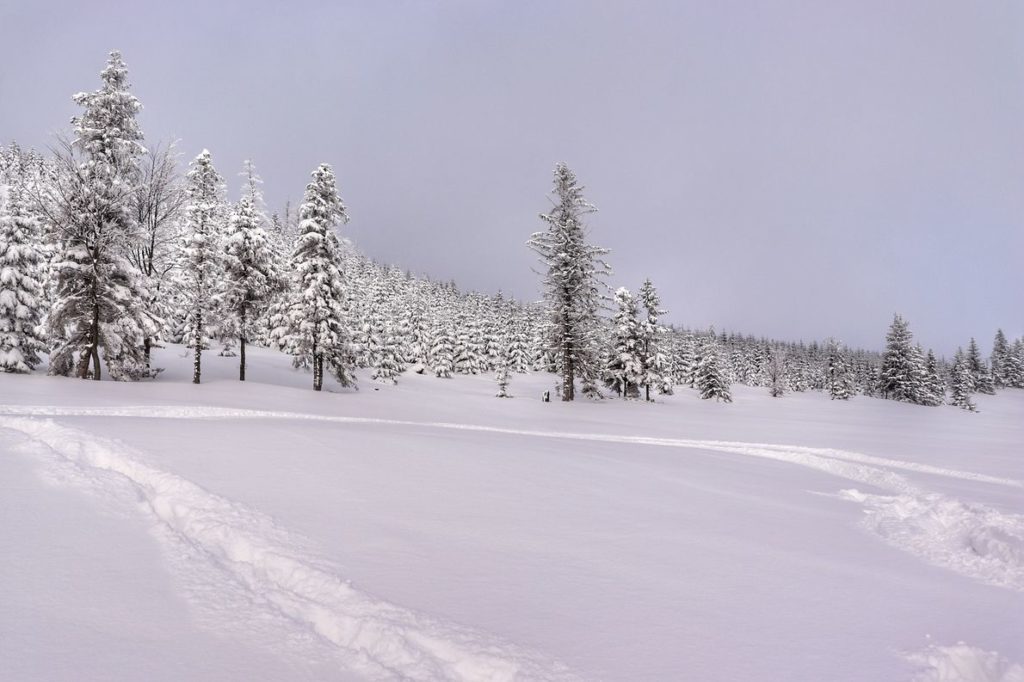 Zima na Hali Baraniej, drzewa w śniegu, wydeptana wąska ścieżka
