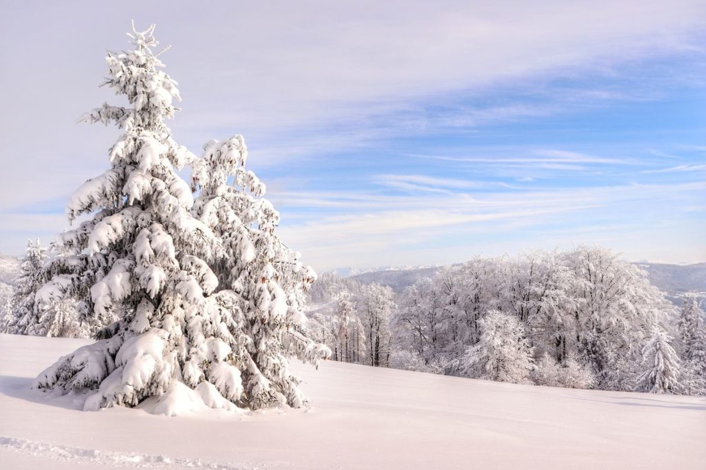 Zimowe drzewa - całe pokryte białym puchem, w tle widoczne tatrzańskie szczyty, widok z okolic szczytu Sucha Góra