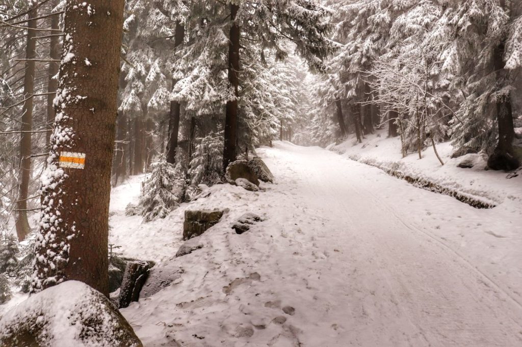 Oznaczenie żółtego szlaku na drzewie stojącym po lewej stronie szerokiej drogi idącej przez karkonoski las (Szklarska Poręba), która jest pokryta śniegiem