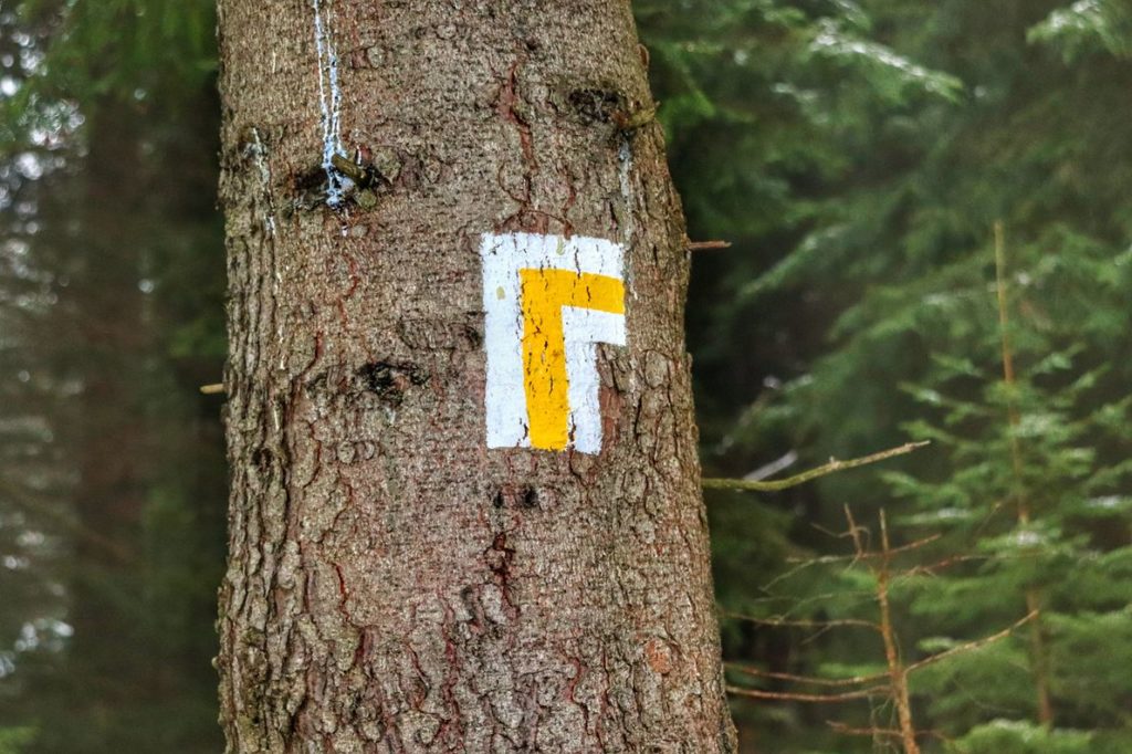 Oznaczenie na drzewie skrętu w prawo żółtego szlaku w Karkonoskim Parku Narodowym, las