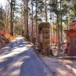 Oświetlona przez słońce droga asfaltowa, drzewa, po prawej stronie ulicy dom