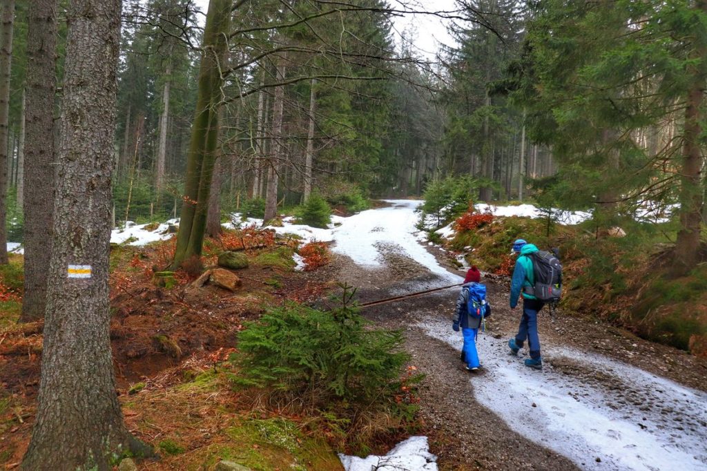 Piękny, karkonoski las na żółtym szlaku w Szklarskiej Porębie, dziecko dyskutujące z tatą, na szlaku zalega miejscami śnieg