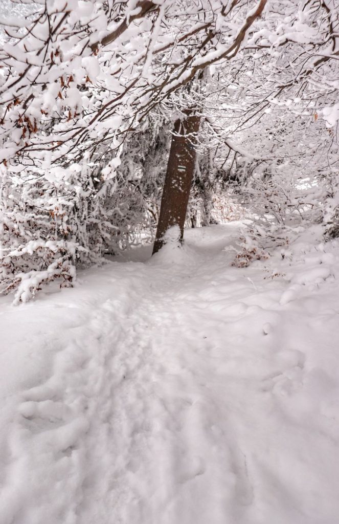 Pokryta śniegiem ścieżka na zielonym szlaku w rezerwacie Wysokie Skałki w Pieninach