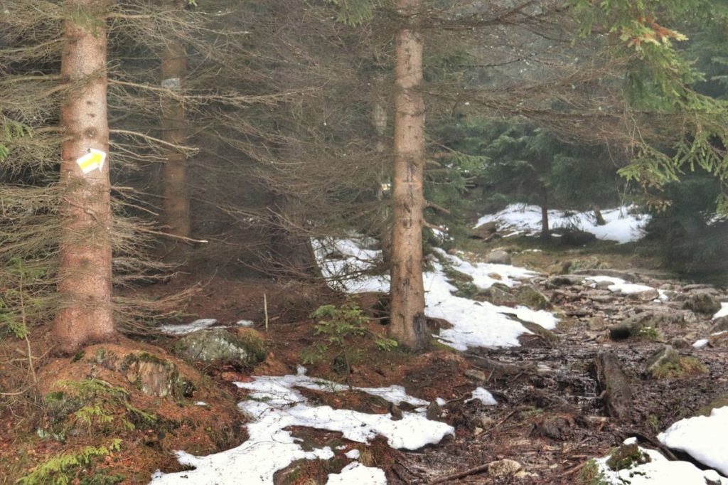 Strzałka na drzewie - skręt szlaku żółtego w prawo w karkonoskim lesie, na leśnej drodze zalega miejscami śnieg, błoto