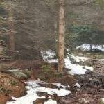 Strzałka na drzewie - skręt szlaku żółtego w prawo w karkonoskim lesie, na leśnej drodze zalega miejscami śnieg, błoto