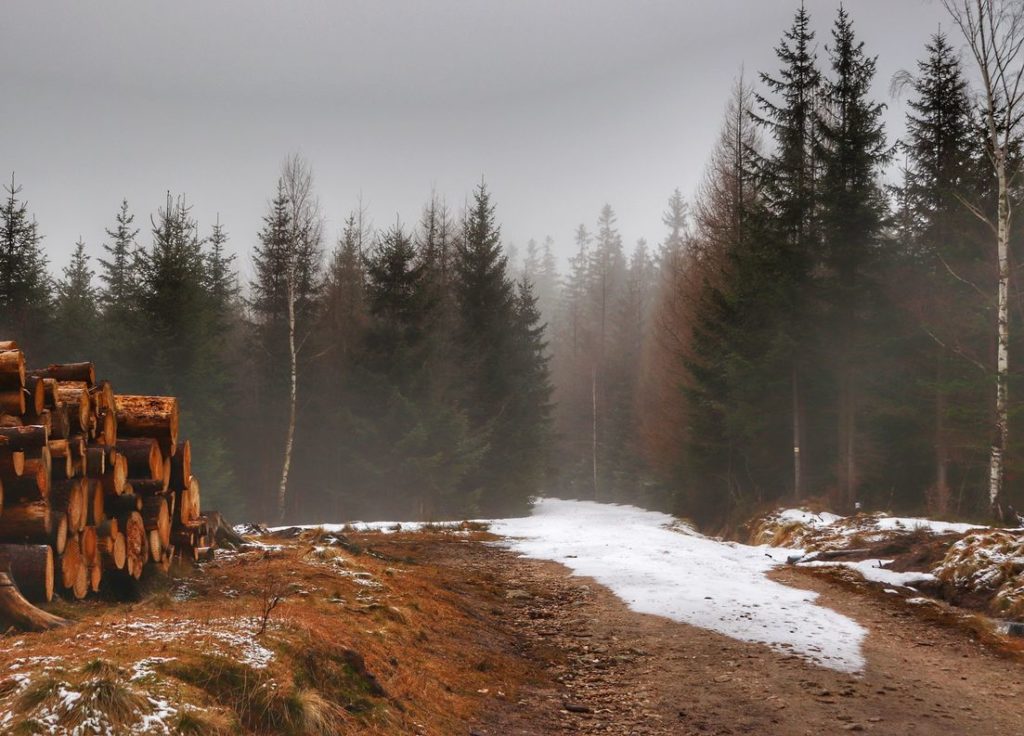 Szeroka droga na żółtym szlaku w Szklarskiej Porębie, po prawej stronie drogi ułożone drzewo, mglisty, zimowy dzień
