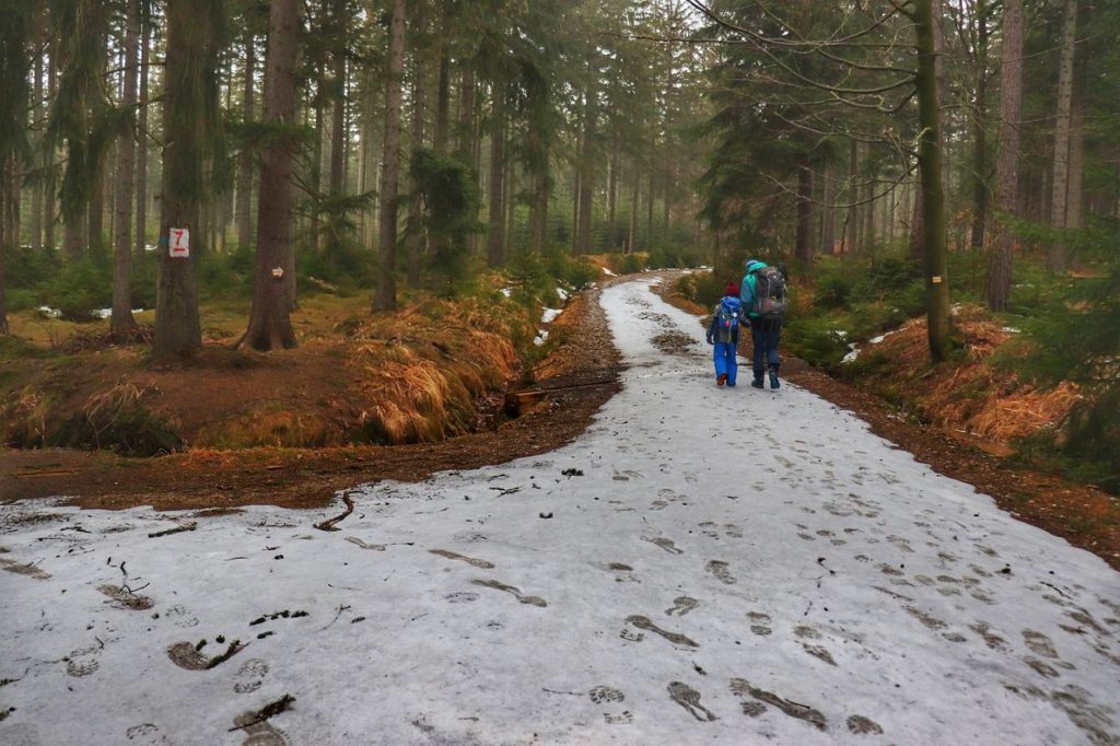 Szeroka, leśna ścieżka pokryta cienką warstwą śniegu, rozwidlenie drogi - szlak żółty do Schroniska pod Łabskim Szczytem idzie prosto - turysta z dzieckiem