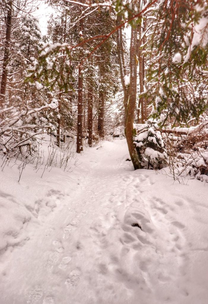 Szeroka, pokryta śniegiem droga leśna