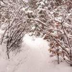 Tunel z drzew, droga leśna, śnieg