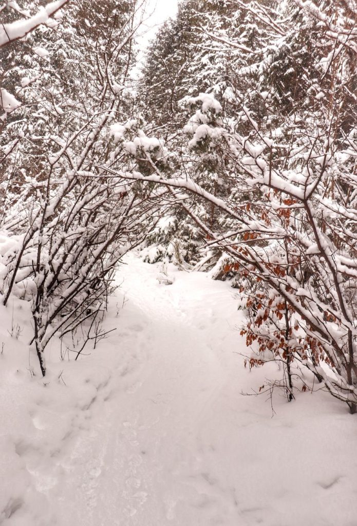 Tunel z drzew, droga leśna, śnieg