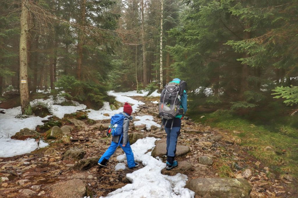 Turyści - mężczyzna i dziecko na leśnej drodze (żółty szlak) w Karkonoszach, miejscami zalega śnieg