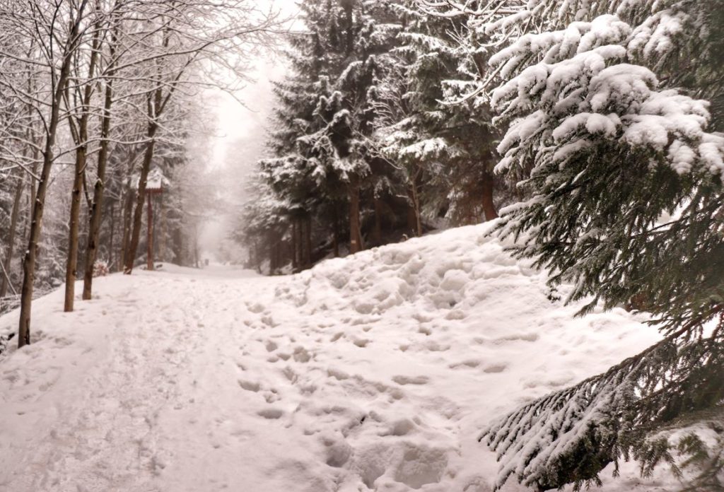 Zimowa droga leśna na żółtym szlaku doprowadzająca do skrzyżowania szlaków - Stara Droga (Karkonosze)