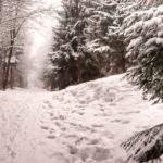 Zimowa droga leśna na żółtym szlaku doprowadzająca do skrzyżowania szlaków - Stara Droga (Karkonosze)