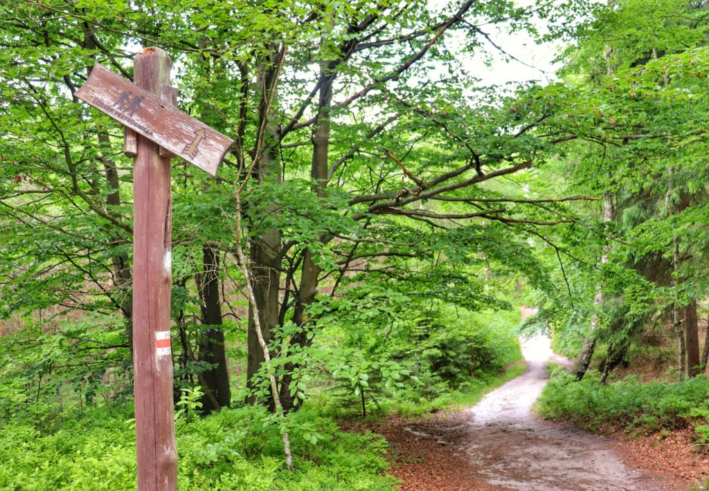 Drewniana tabliczka z napisem - ŚCIEŻKA PRZYRODNICZA w Koszalinie, wąska leśna dróżka