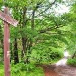 Drewniana tabliczka z napisem - ŚCIEŻKA PRZYRODNICZA w Koszalinie, wąska leśna dróżka