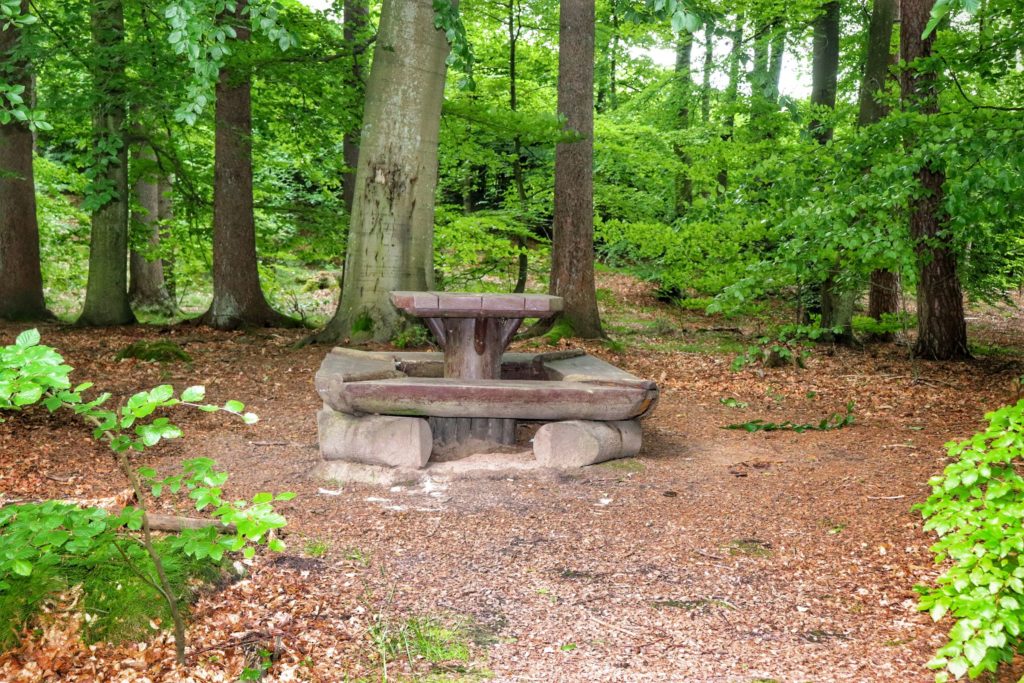 Drewniany stół z ławkami, las