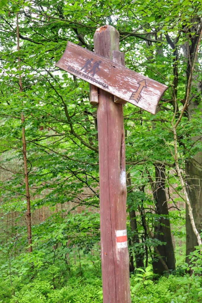 Drewniany słup z tabliczką - ŚCIEŻKA PRZYRODNICZA w Koszalinie (szlak czerwony)