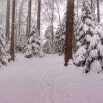 Droga leśna na żółtym szlaku na Luboń Wielki, zima, mgła