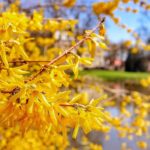 Forsycja - krzew, wiosenne, żółte kwiaty, w tle staw