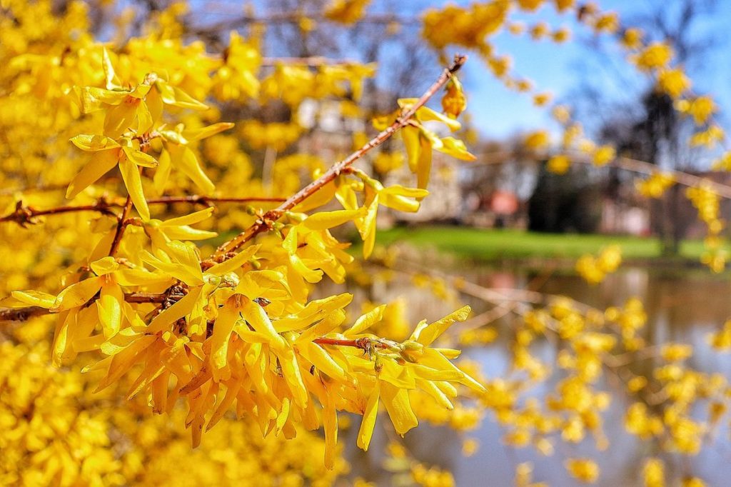 Forsycja - krzew, wiosenne, żółte kwiaty, w tle staw