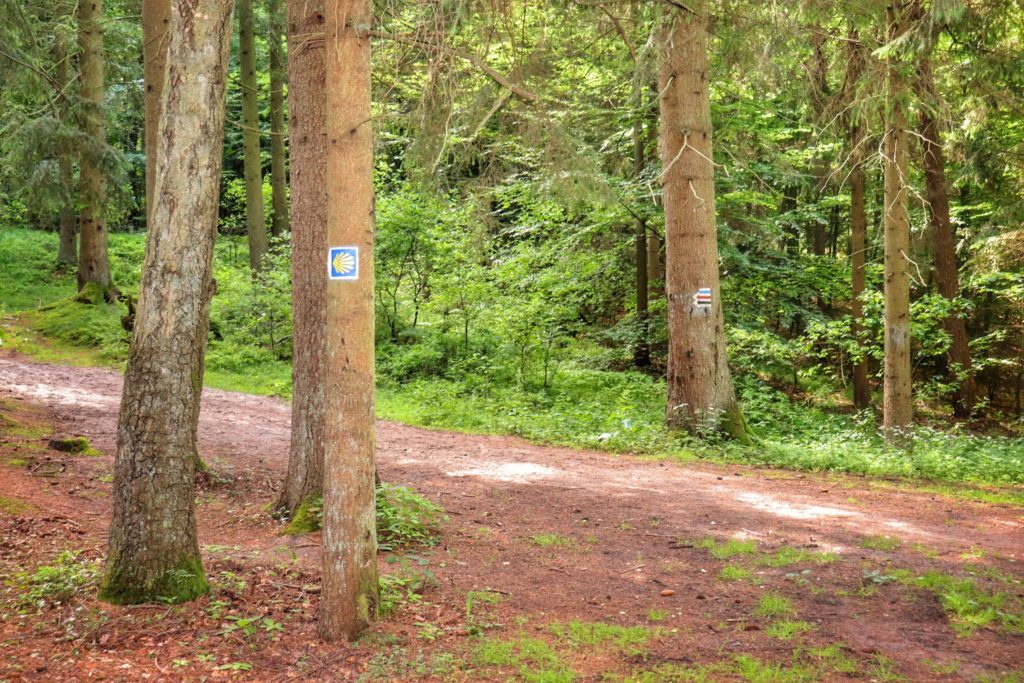 Koszaliński las, oznaczenie na drzewie szlaku czerwonego oraz czerwonego, szeroka droga