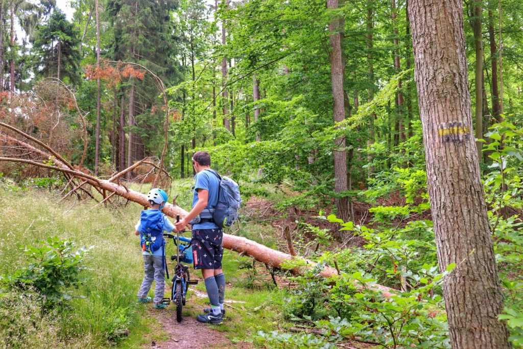 Koszaliński las, złamane drzewo, przez które chce przejść turysta z dzieckiem i rowerkiem, żółty szlak (Pętla Tatrzańska)