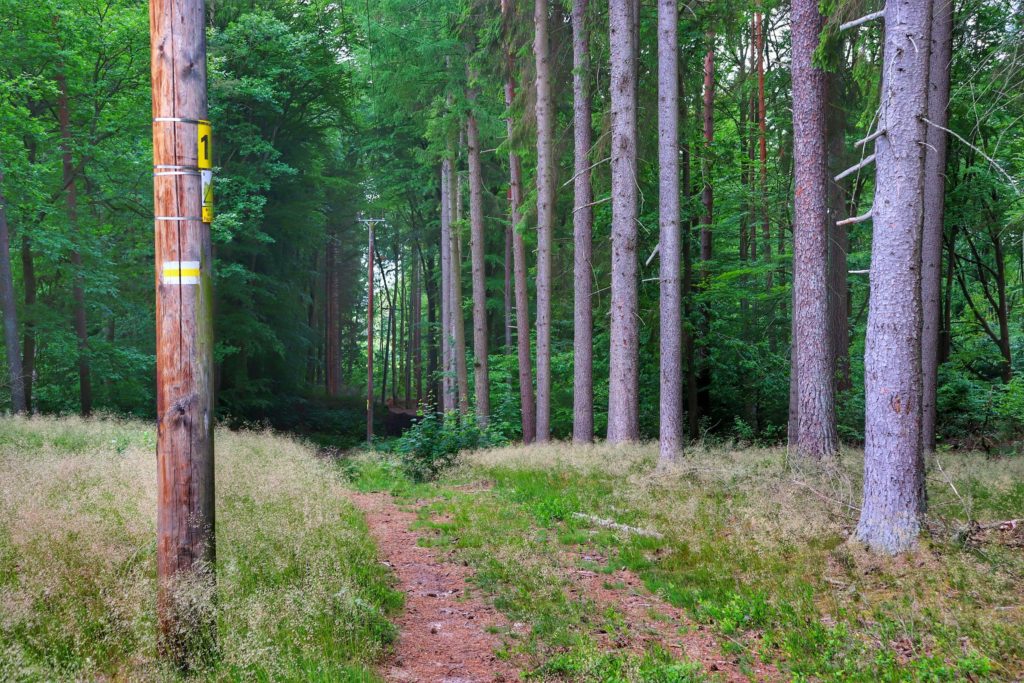 Odcinek Pętli Tatrzańskiej - żółty szlak prowadzący przez las