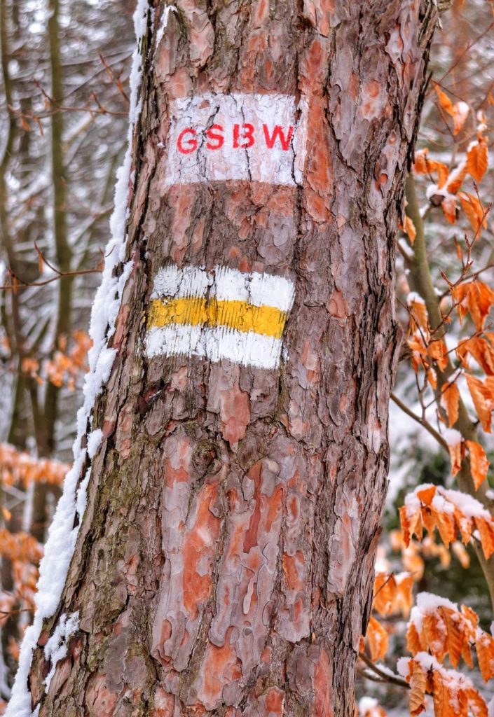 Oznaczenie żółtego szlaku na drzewie oraz Głównego szlaku Beskidu Wyspowego - Rabka Zdrój - Luboń Wielki