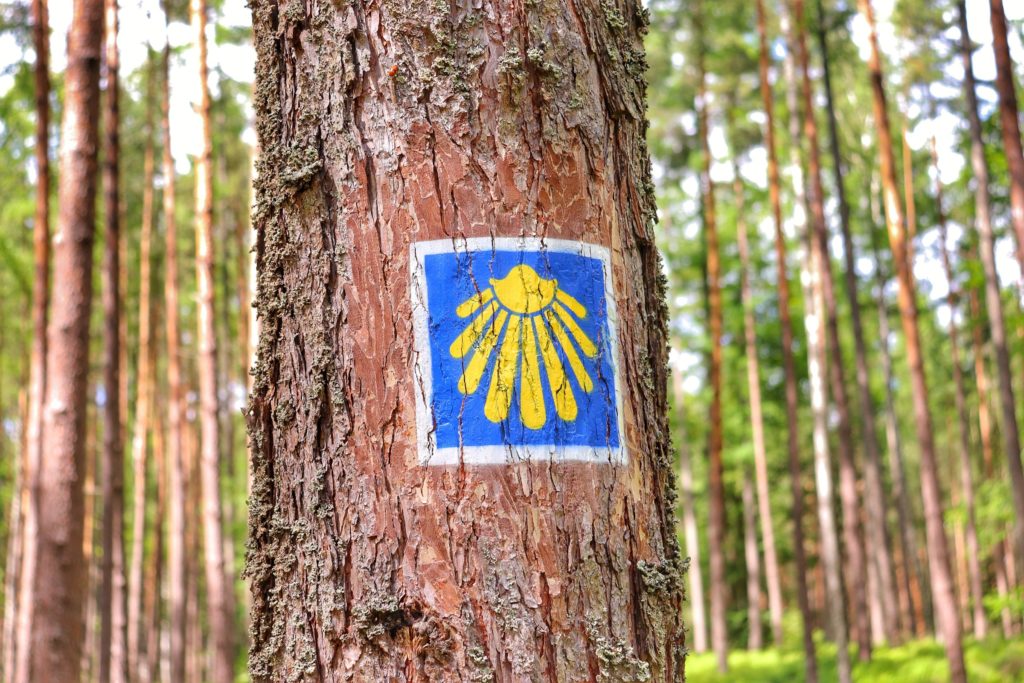 Oznaczenie trasy na drzewie w koszalińskim lesie - żółta muszla na niebieskim tle, biała ramka