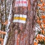 Oznaczenie żółtego szlaku na drzewie oraz Głównego szlaku Beskidu Wyspowego - Rabka Zdrój - Luboń Wielki