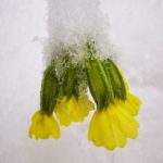 Pierwiosnek lekarski - dziki żółty kwiat zasypany przez śnieg