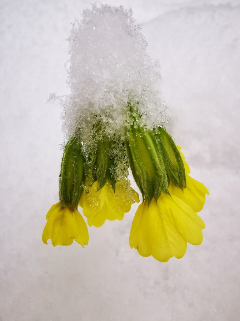 Pierwiosnek lekarski - dziki żółty kwiat zasypany przez śnieg