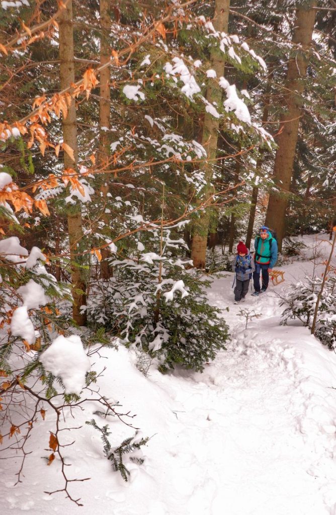 Podejście na żółtym szlaku na Luboń Wielki, leśna ścieżka zimą, w oddali dziecko z tatą