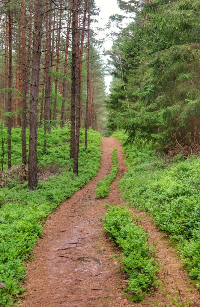 Prosta ścieżka idąca przez koszaliński las, lato