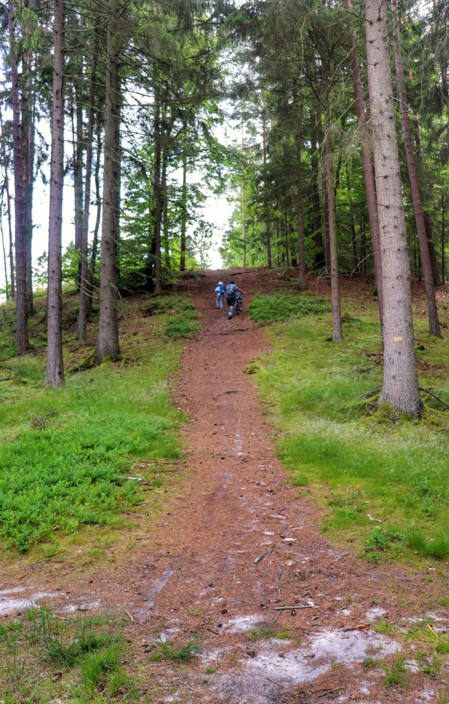 Strome podejście przez las na żółtym szlaku w Koszalinie zwanym Pętla Tatrzańska, mężczyzna pchający dziecięcy rowerek, dziecko