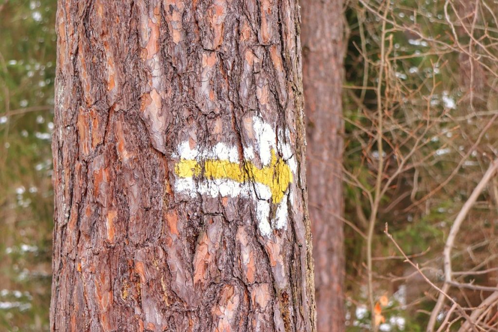 Strzałka na drzewie wskazująca kierunek przebiegu szlaku żółtego