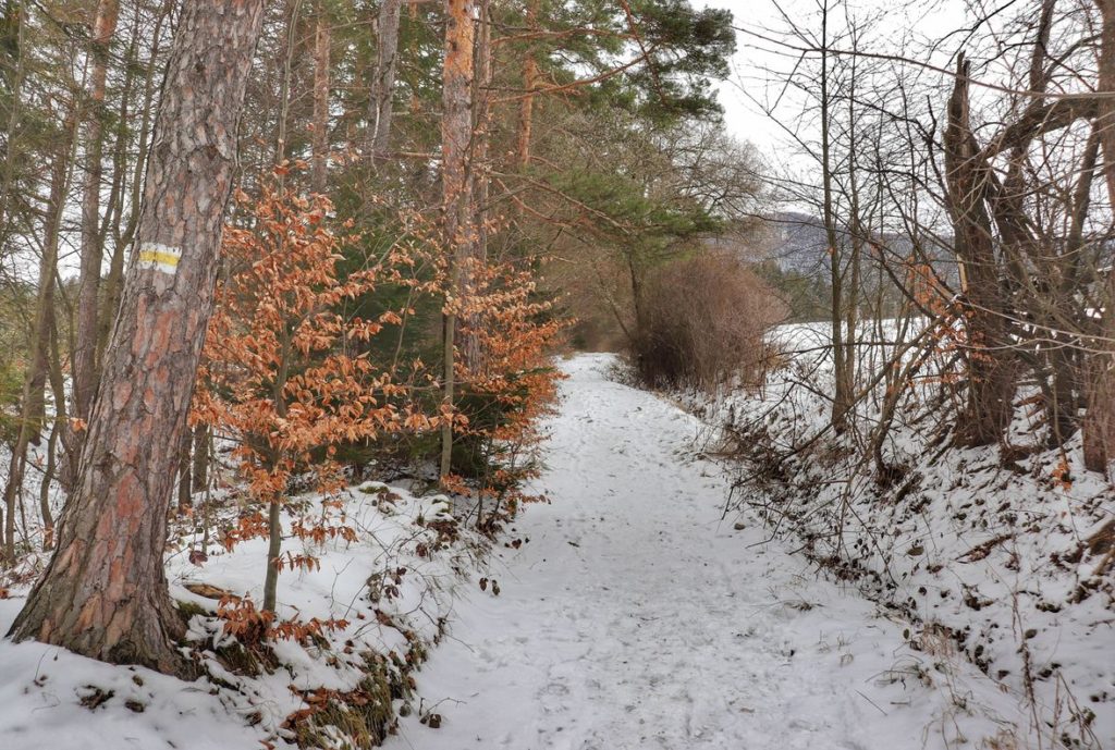 Szeroka, leśna droga, na której zalega śnieg, jest to na żółtym szlaku idącym z Rabki Zaryte na Luboń Wielki