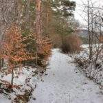 Szeroka, leśna droga, na której zalega śnieg, jest to na żółtym szlaku idącym z Rabki Zaryte na Luboń Wielki